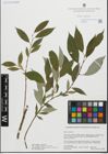 Foto von Salix fragilis L. x Salix triandra L.
